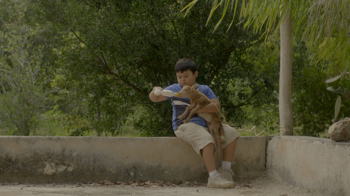 Mały chłopiec siedzi na murku i karmi małą kozę